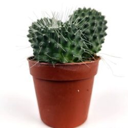 mammillaria polythele mart