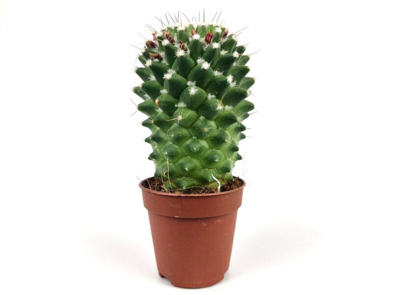 mammillaria polythele