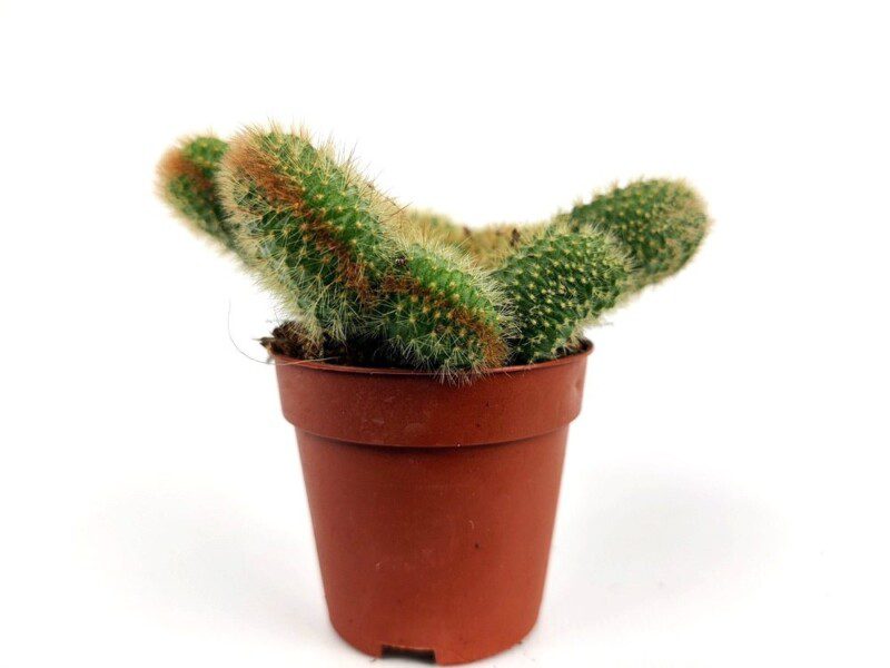 mammillaria spinosissima crestata