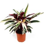 maranta variegata 1