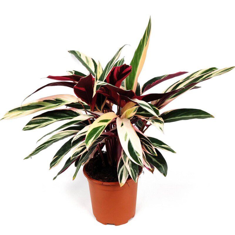 maranta variegata 1