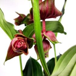 medinilla magnifica dolce rossa