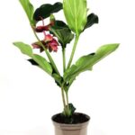 medinilla magnifica dolce rossa 3
