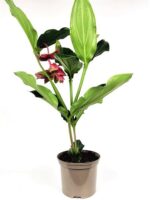medinilla magnifica dolce rossa 3