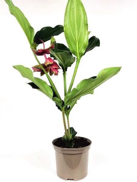 medinilla magnifica dolce rossa 3
