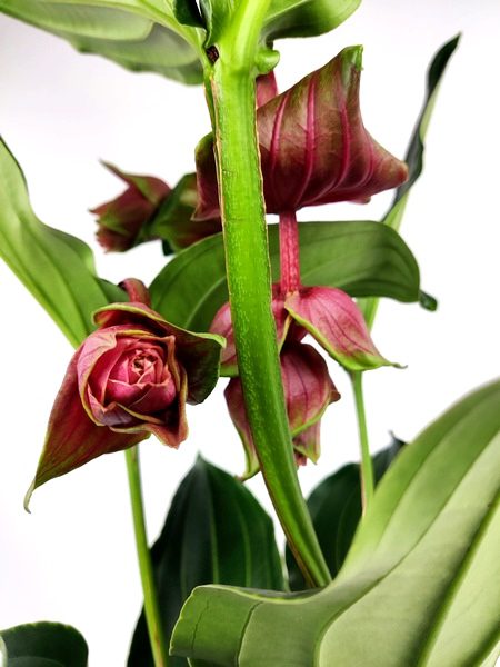 medinilla magnifica dolce rossa