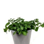 menta dellimperatore mentha