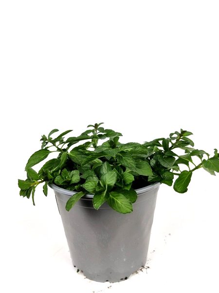 menta dellimperatore mentha