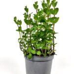 menta mojito mentha