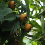 mespilus germanica nespolo 1