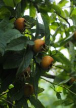 mespilus germanica nespolo 1