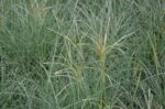 miscanthus sinensis adagio miscanto 1