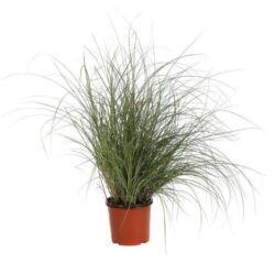 miscanthus sinensis adagio miscanto