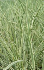 miscanthus sinensis cabaret miscanto 1