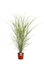 miscanthus sinensis cabaret miscanto