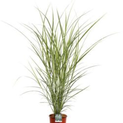 miscanthus sinensis cabaret miscanto