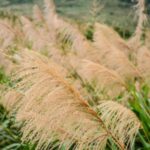 miscanthus sinensis gracillimus miscanto 1