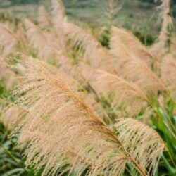 miscanthus sinensis gracillimus miscanto 1
