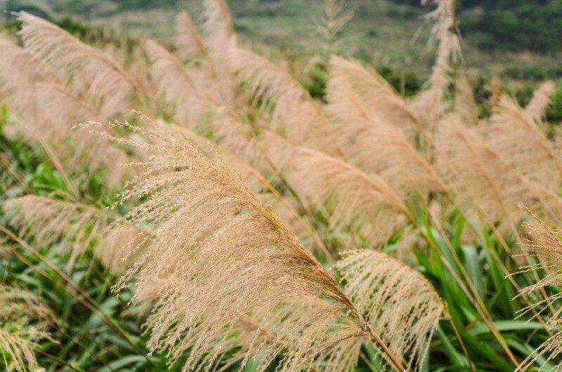 miscanthus sinensis gracillimus miscanto 1 miscanthus sinensis gracillimus miscanto 1