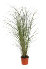miscanthus sinensis gracillimus miscanto