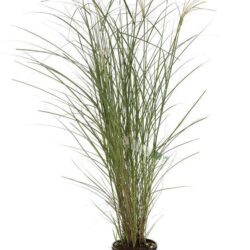 miscanthus sinensis gracillimus miscanto