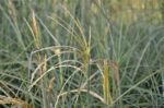 miscanthus sinensis graziella miscanto 1