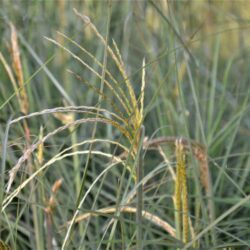 miscanthus sinensis graziella miscanto 1