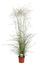 miscanthus sinensis graziella miscanto