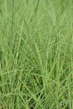 miscanthus sinensis little miss miscanto 1