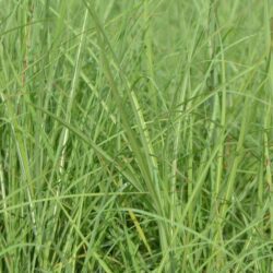 miscanthus sinensis little miss miscanto 1