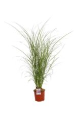 miscanthus sinensis little miss miscanto