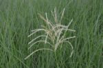 miscanthus sinensis morning light miscanto 1