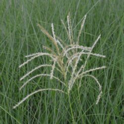 miscanthus sinensis morning light miscanto 1
