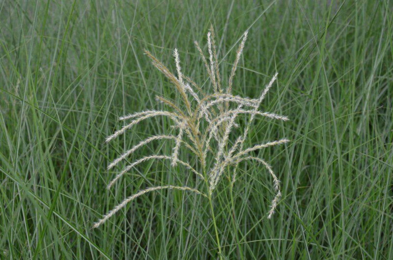miscanthus sinensis morning light miscanto 1 miscanthus sinensis morning light miscanto 1