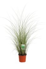 miscanthus sinensis morning light miscanto