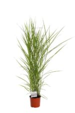 miscanthus sinensis purpureus miscanto 1