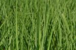 miscanthus sinensis purpureus miscanto