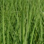 miscanthus sinensis purpureus miscanto