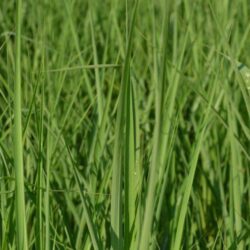 miscanthus sinensis purpureus miscanto
