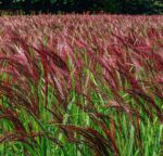miscanthus sinensis red chief miscanto 1