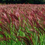 miscanthus sinensis red chief miscanto 1