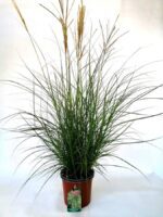 miscanthus sinensis red chief miscanto