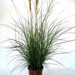 miscanthus sinensis red chief miscanto