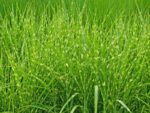 miscanthus sinensis strictus miscanto 1
