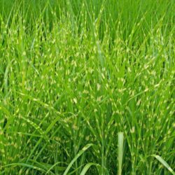 miscanthus sinensis strictus miscanto 1