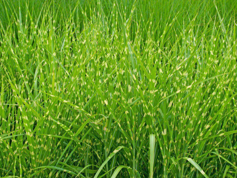miscanthus sinensis strictus miscanto 1 miscanthus sinensis strictus miscanto 1