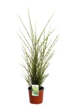 miscanthus sinensis strictus miscanto