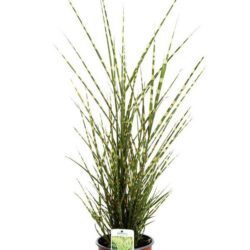 miscanthus sinensis strictus miscanto