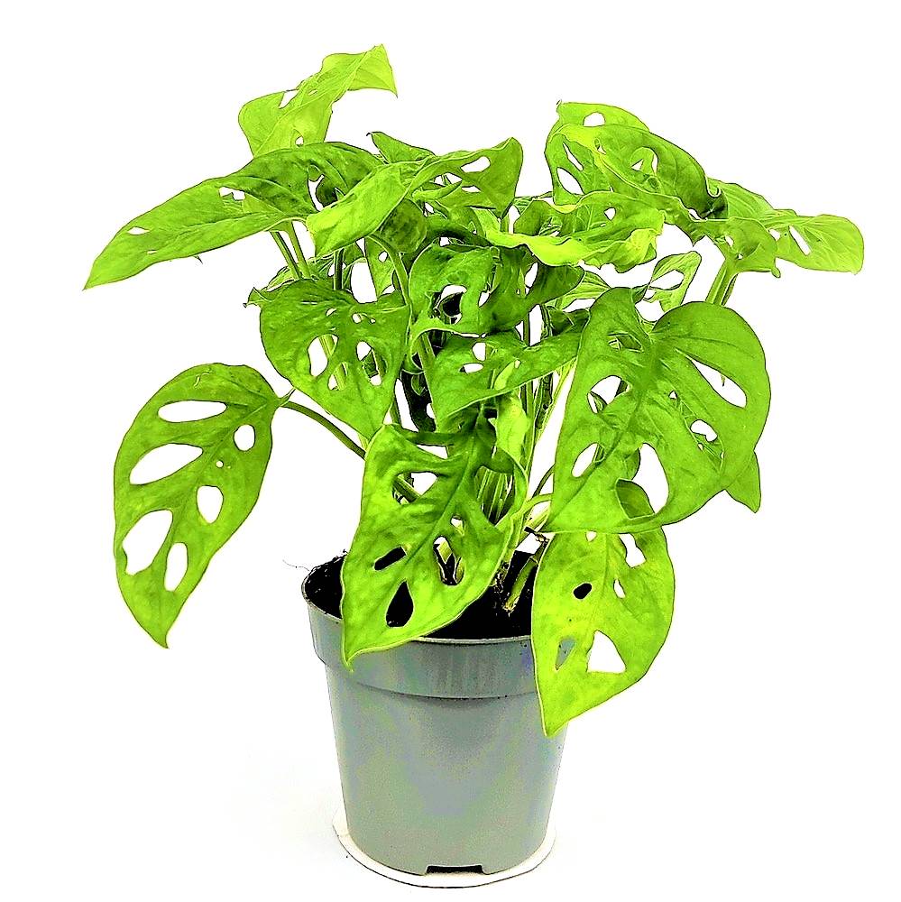 monstera adansonii monkey mask 3 monstera adansonii monkey mask 3