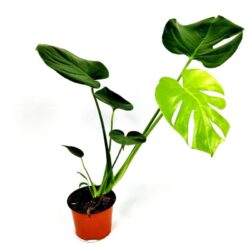 monstera deliciosa 1